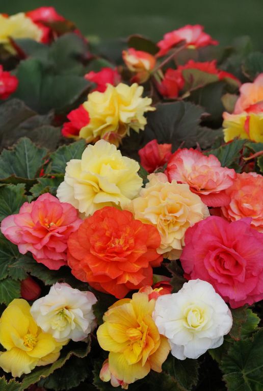 Begonia odorosa bulbes a fleurs