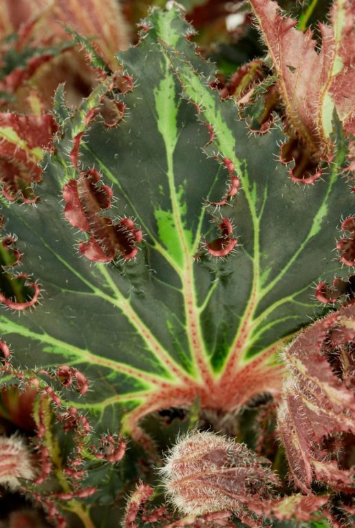 Begonia plant