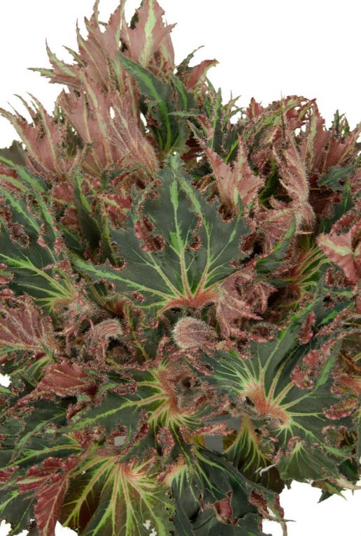 Begonia stekel bladeren