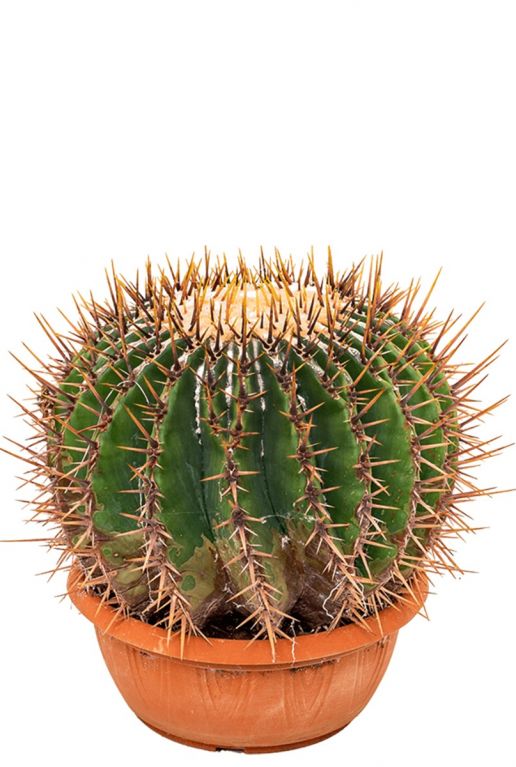 Echinocactus ingens