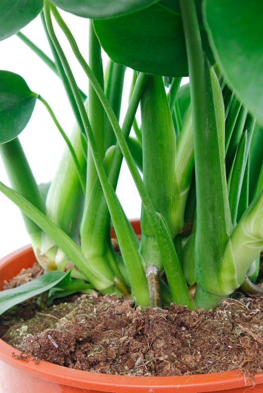 Pétioles des Monstera