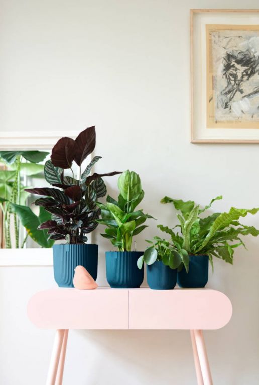 Syngonium Pink Splash
