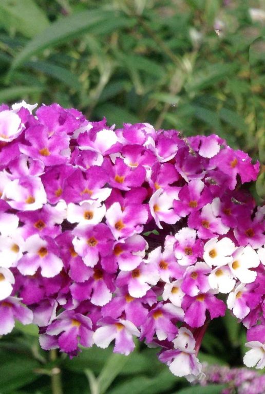 Buddleja berries cream plante de jardin
