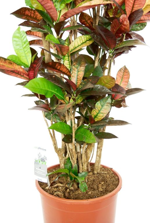 Croton Iceton