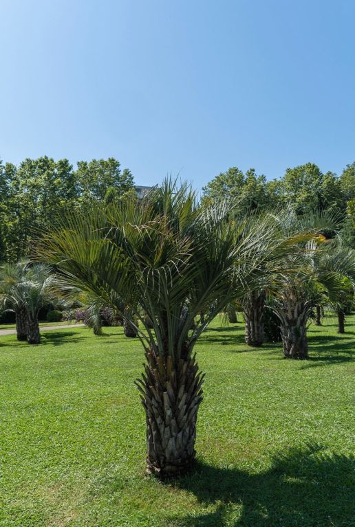 Butia capitata var odorata 9865 plante de jardin