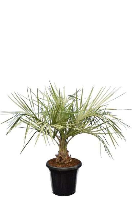 Butia capitata var odorata p43