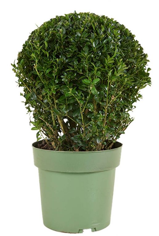 Buxus sempervirens ball p17 1