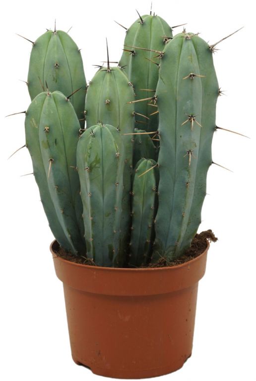 Cactus-myrtillocactus-geometrizans