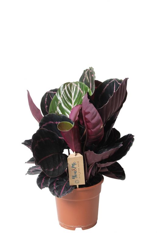 Calathea dottie pflanze