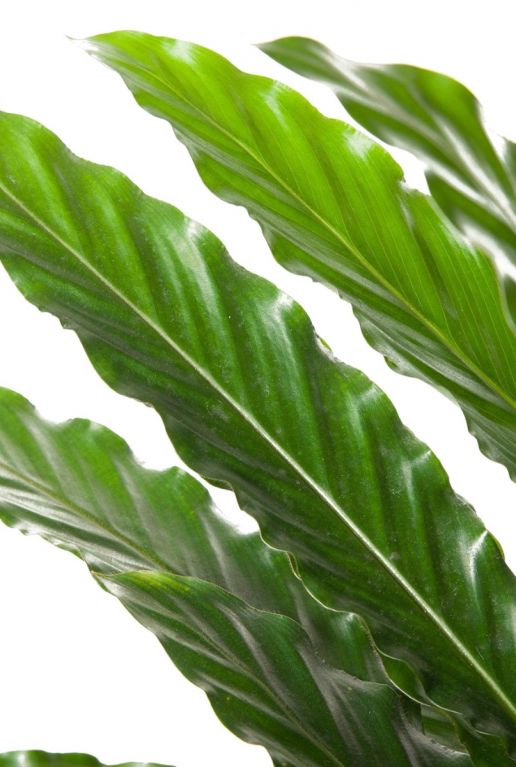 Calathea elgergrass plant
