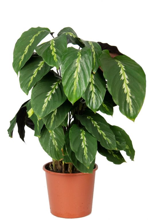 Calathea maui queen 1