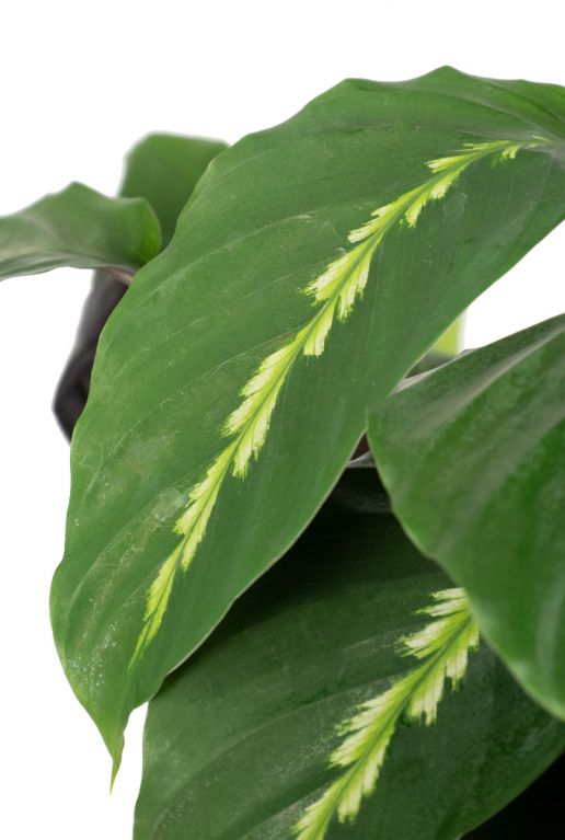 Calathea maui queen blad
