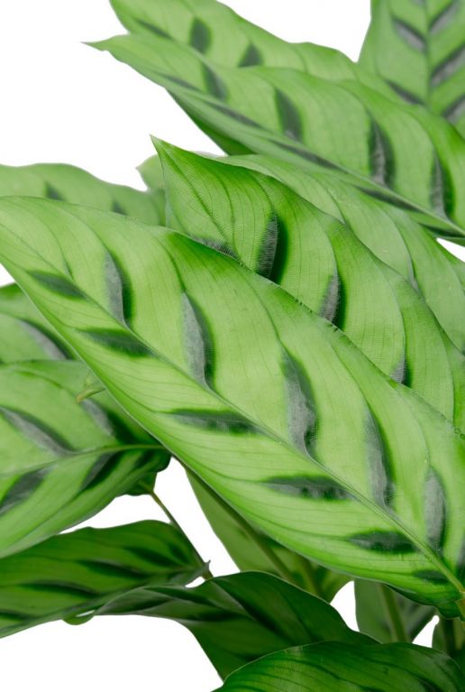 Calathea met groen blad