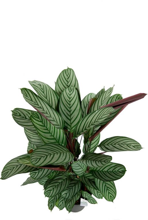 Calathea oppenheimiana plante paon 