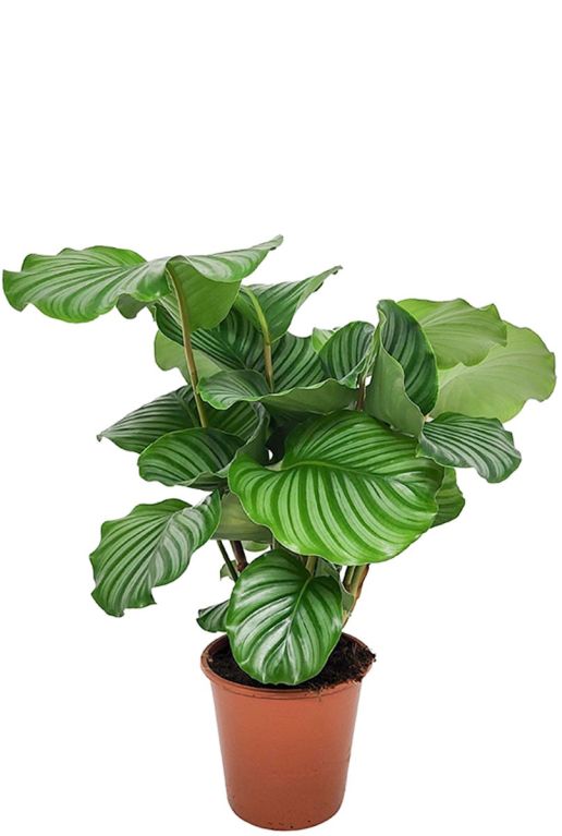 Calathea orbifolia p19 1