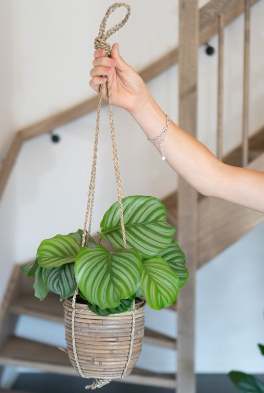 Plante Calathea orbifolia 
