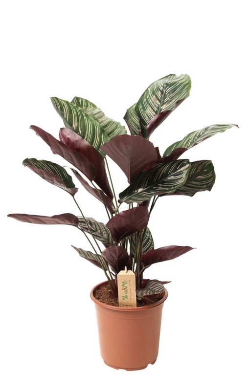 Calathea ornata
