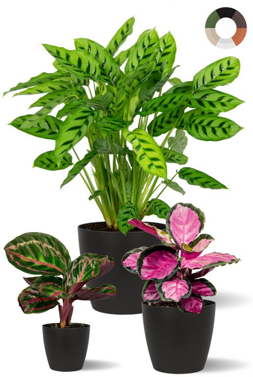 Calathea plante melange 1