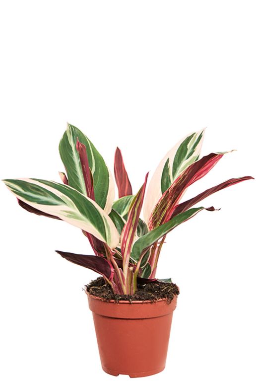 Calathea stromanthe triostar