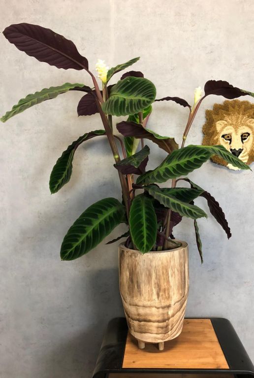 Calathea warscewiczii in houte pot