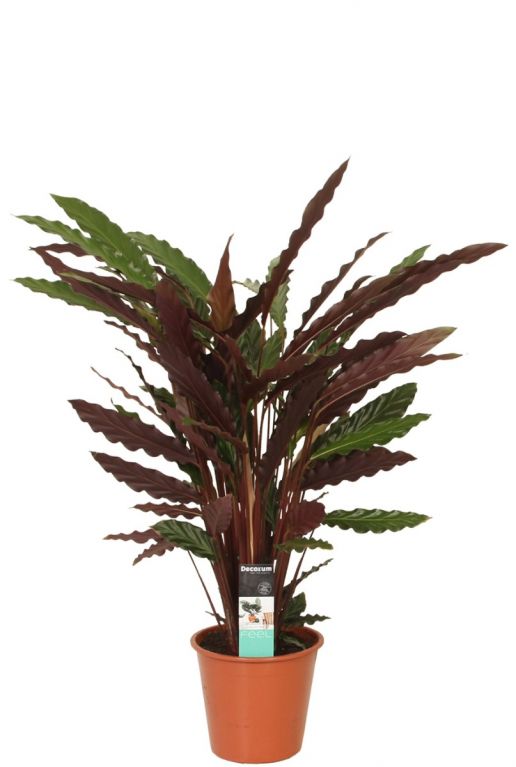 Calathea wavestar kamerplant 1
