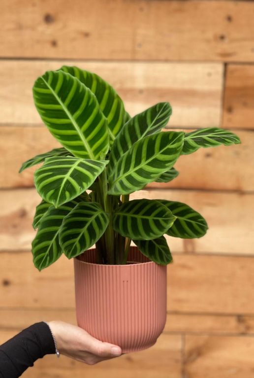 Plante d'intérieur Calathea zebrina 