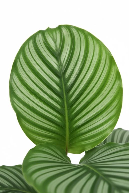 Calatheaorbifoliacloseup