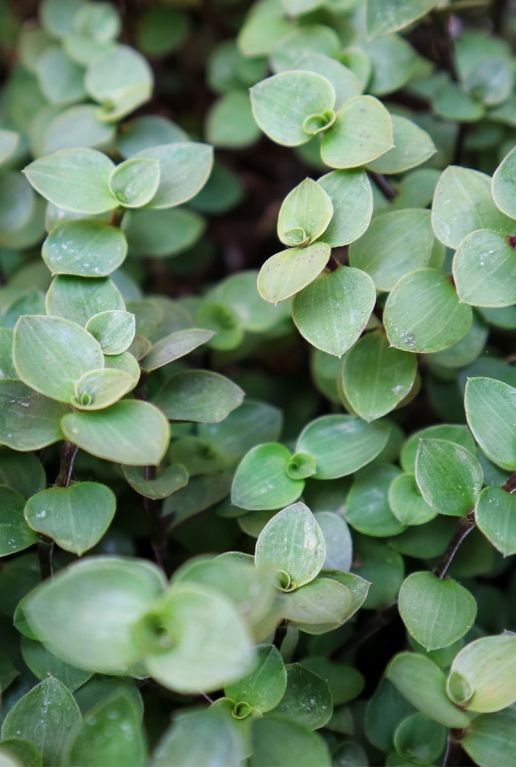 Callisia repens p12 plante