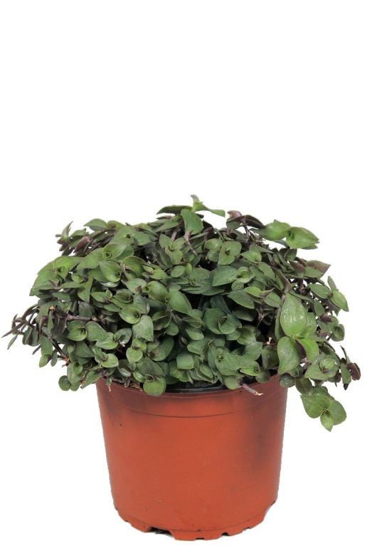 Callisia repens plant p12