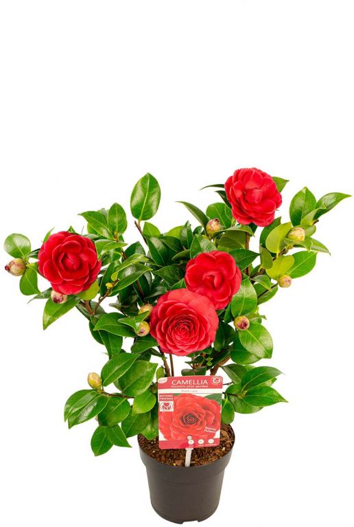 Camellia japonica black lace bloem 15 1