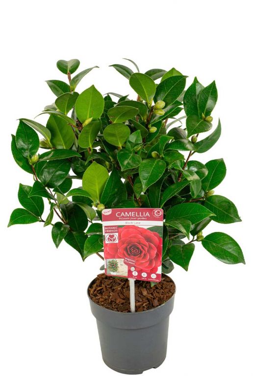 Camellia japonica black lace plant 15 1