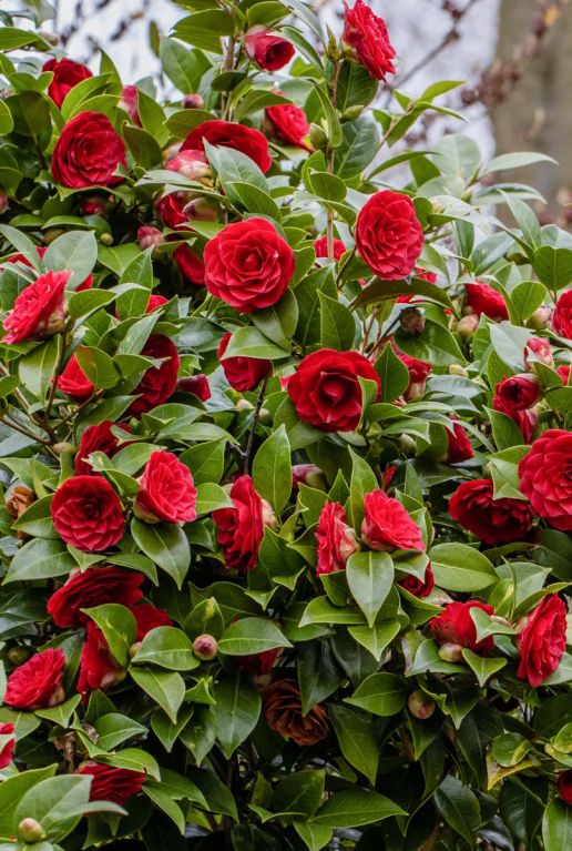 Camellia japonica black lace plante de jardin 15 1