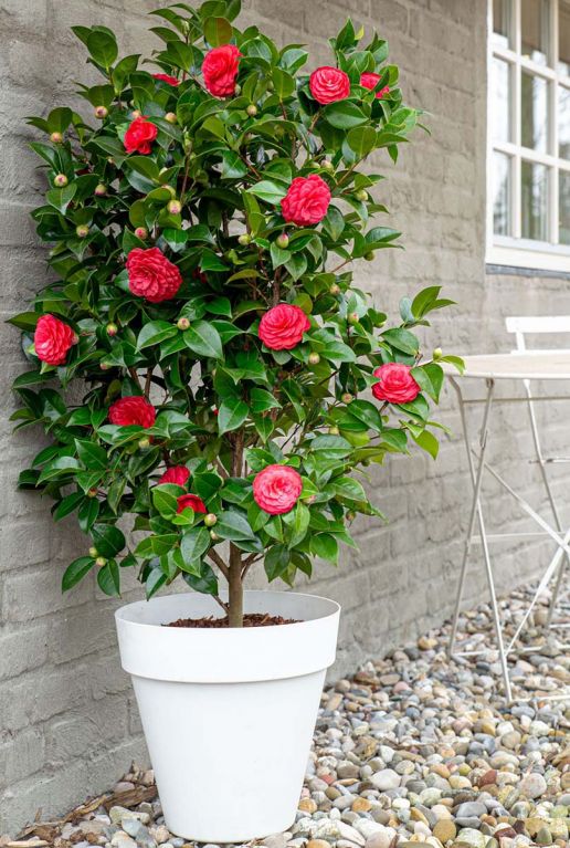 Camellia japonica black lace plante de jardin 2