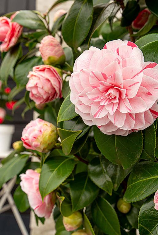 Camellia japonica bonomiana plante de jardin 24