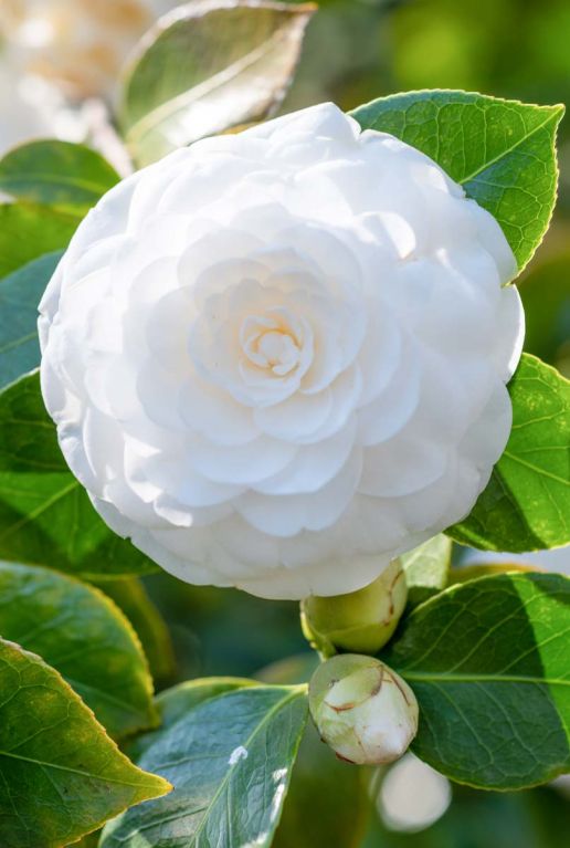 Camellia japonica centifolia alba plante de jardin