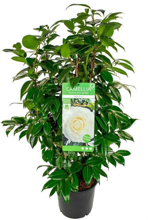 Camellia japonica matterhorn