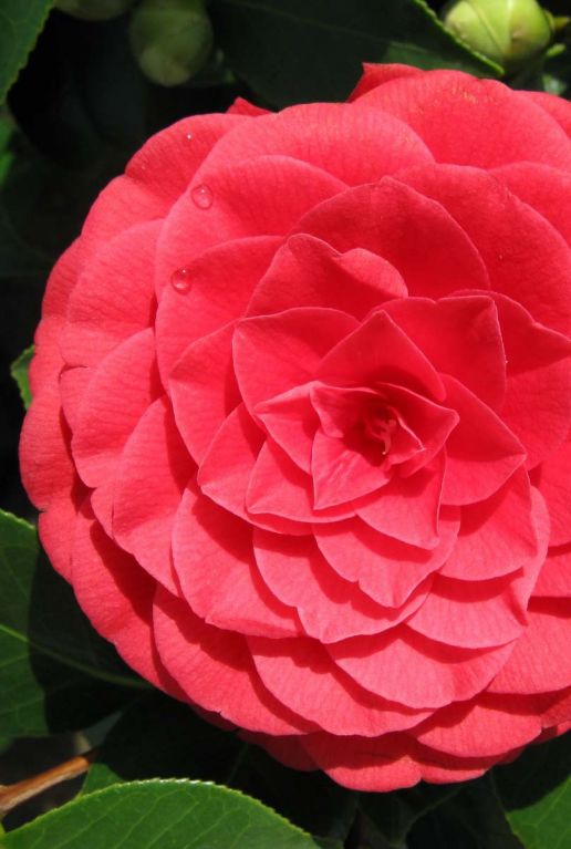 Camellia reticulata black lace plante de jardin