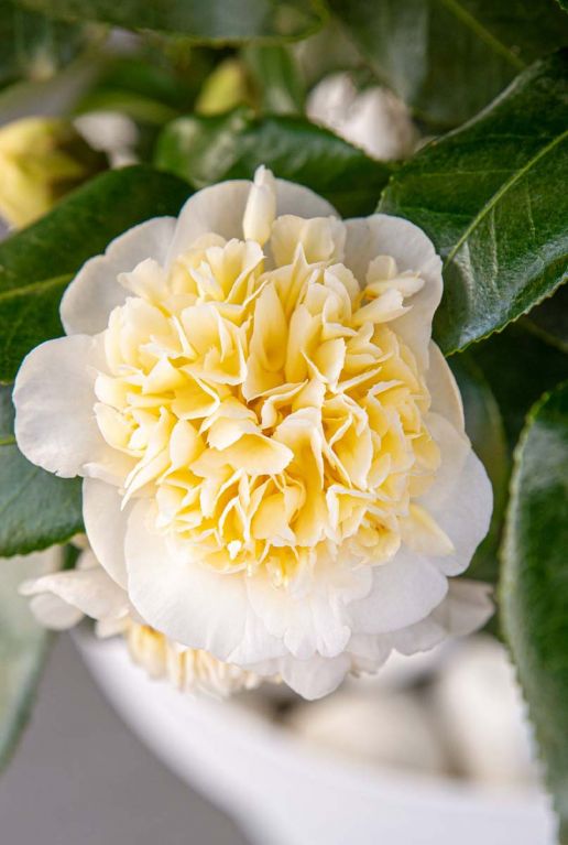 Camellia william bartlett jury s yellow bloem