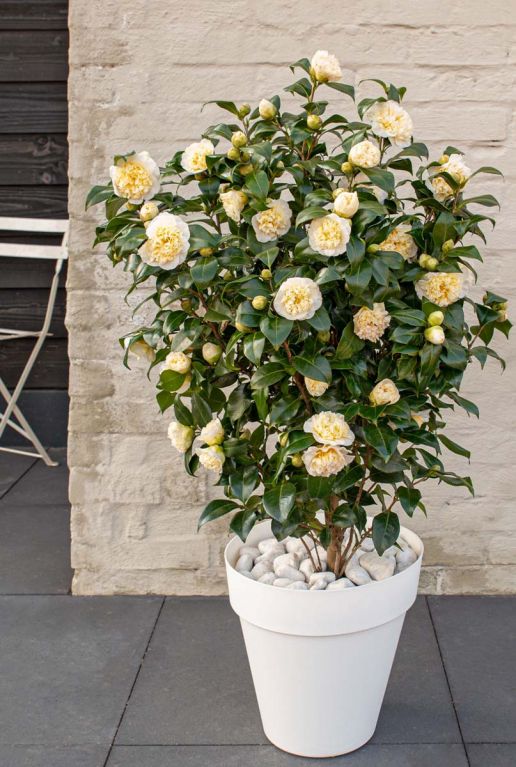 Camellia william bartlett jury s yellow plante de jardin
