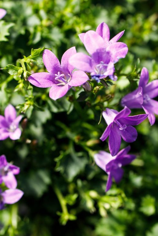 Campanula ambella intense purple p10 plante de jardin
