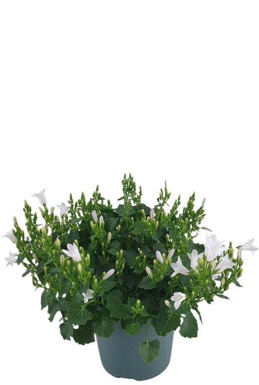 Campanula ambella white p10