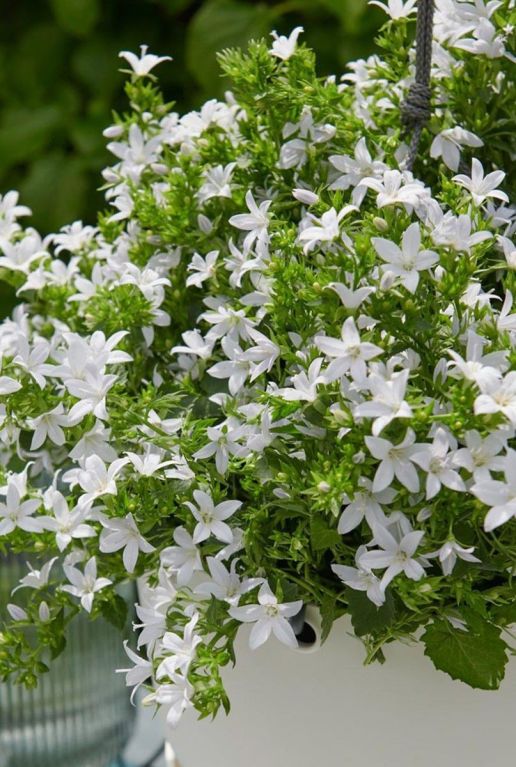 Campanula ambella white p10 plante de jardin