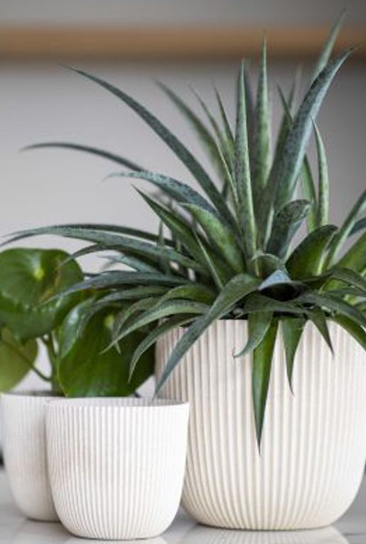 Monstera Siltepecana