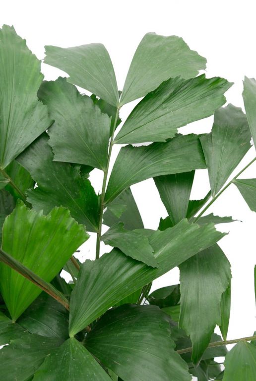 Caryota mitis huisplant 2
