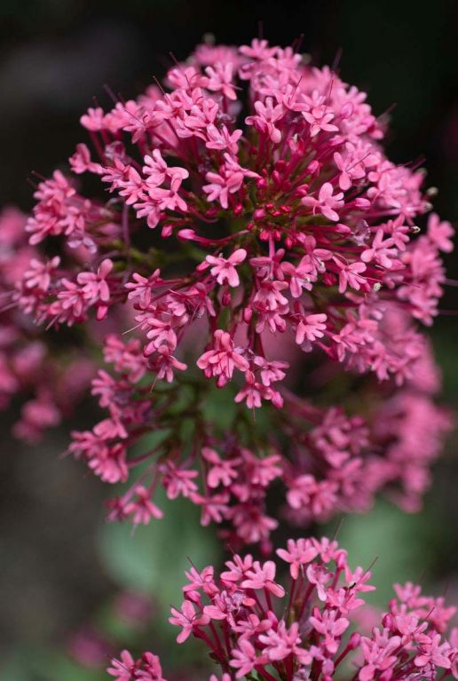 Centranthus ruber coccineus p9