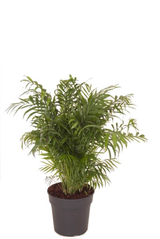 Chamaedorea elegans palm plant