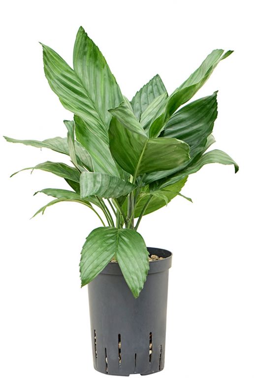 Chamaedorea metallica hydroplanten