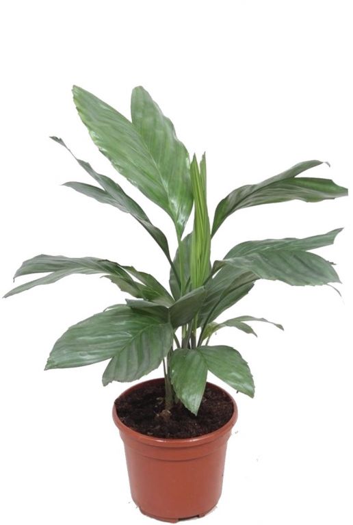 Chamaedorea metallica kamerplant