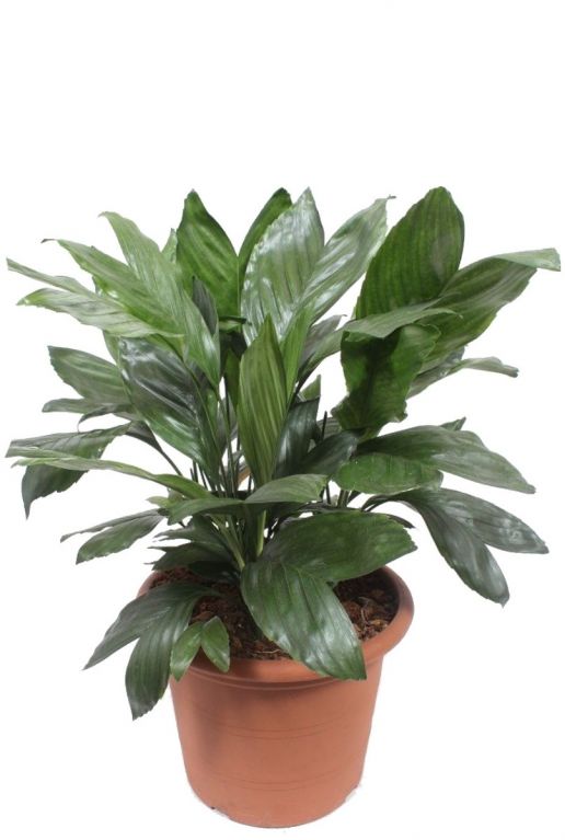 Chamaedorea metallica plant