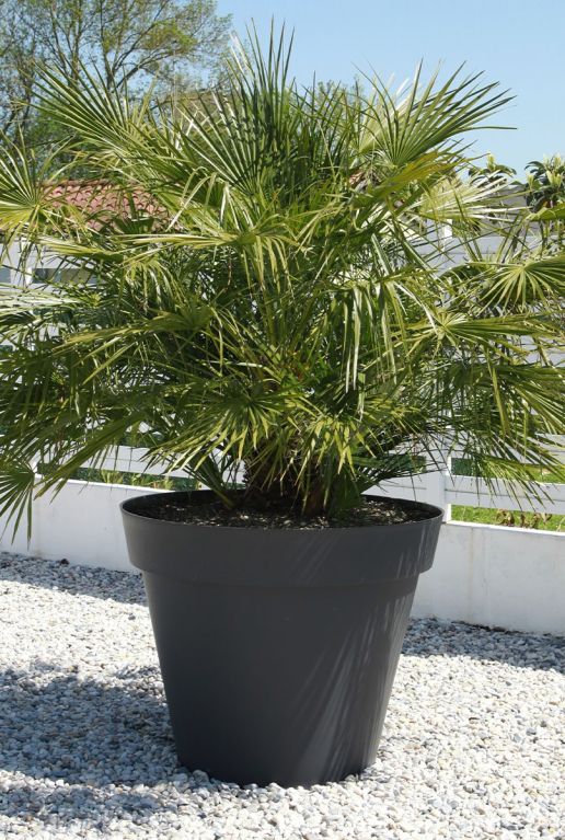 Chamaerops humilis p35 plante de jardin
